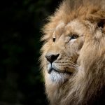 lion-wild-africa-african