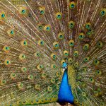 peacock-plumage-bird-peafowl-45911