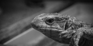 Calibrare il monitor per la fotografia: guida pratica e tool