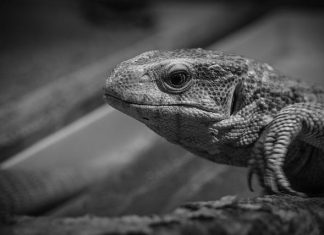 Calibrare il monitor per la fotografia: guida pratica e tool