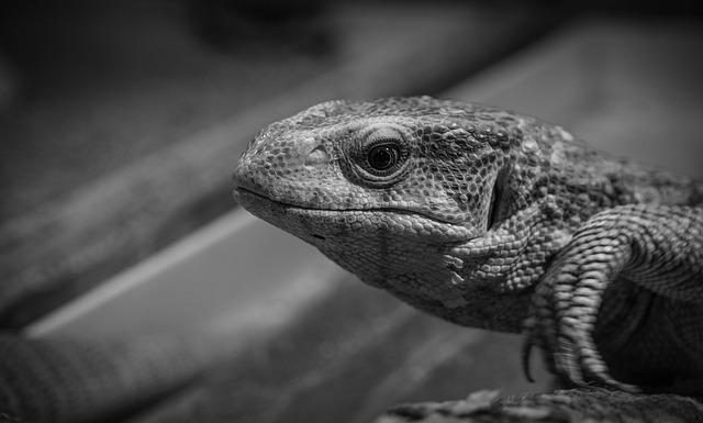 Calibrare il monitor per la fotografia: guida pratica e tool