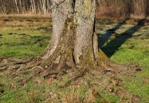 Il “jailbreak” e il “rooting”: cosa significano oggi Il “jailbreak” e il “rooting”: cosa significano oggi