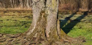 Il “jailbreak” e il “rooting”: cosa significano oggi