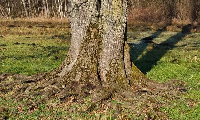 Il “jailbreak” e il “rooting”: cosa significano oggi