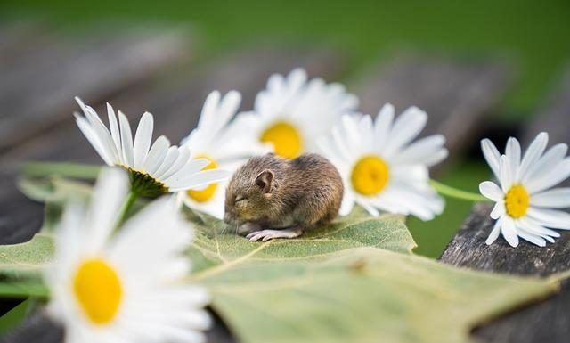 Il primo mouse della storia: dall’idea di Engelbart a oggi
